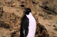 Пингвин Адели, просто аделька